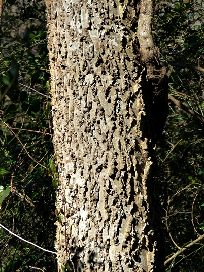 {Celtis laevigata}